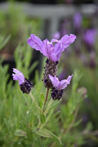 Lavandula Sensation Blue